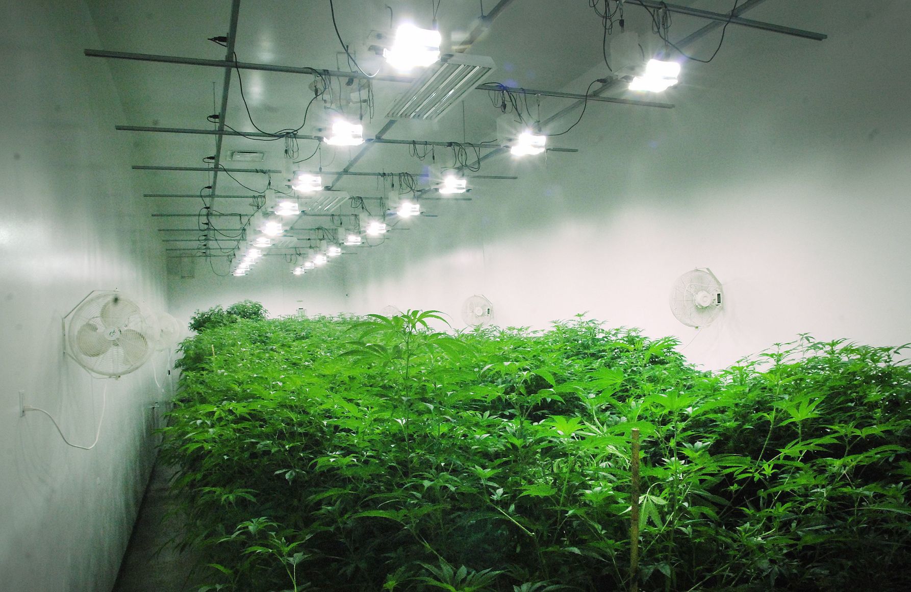 060119-blm-loc-20marijuana